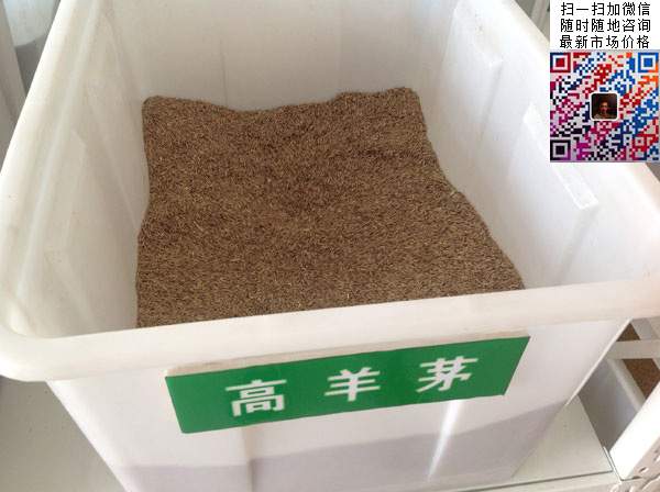 高羊茅混播草坪品種