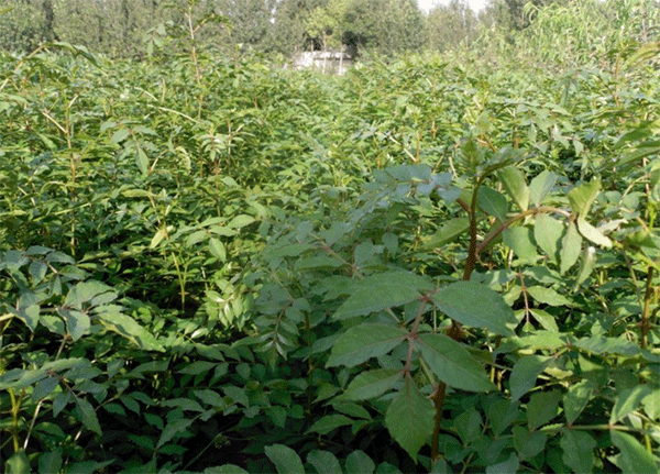 花椒樹苗