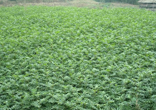 花椒樹苗