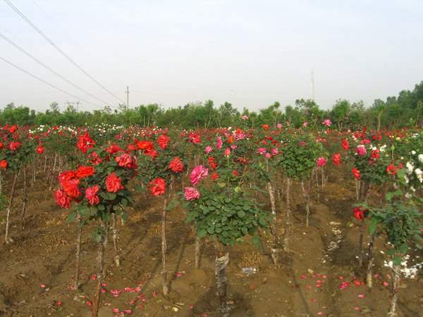 月季樹(shù)狀月季花基地