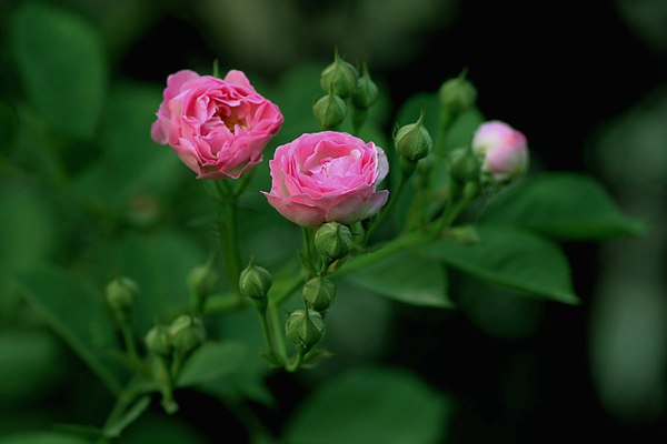 哪里有薔薇花苗賣？薔薇花苗批發(fā)