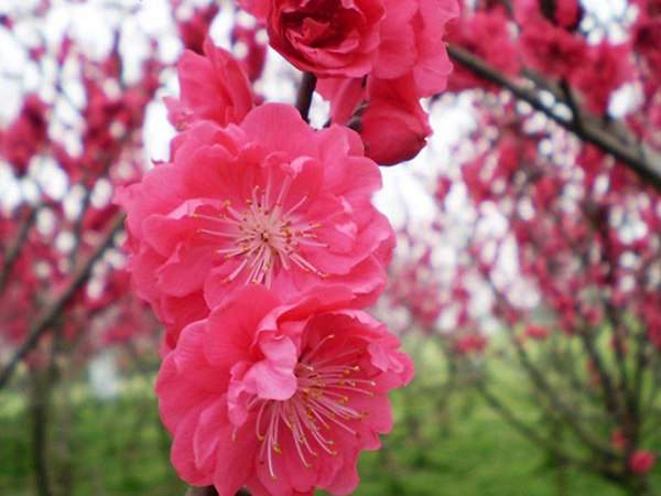 紅梅花一般什么時候開花？