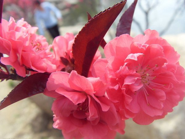 紅葉碧桃花期有多長，幾月份開花？