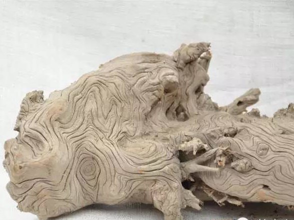 如何分辨崖柏與地柏，它們有什么不同？