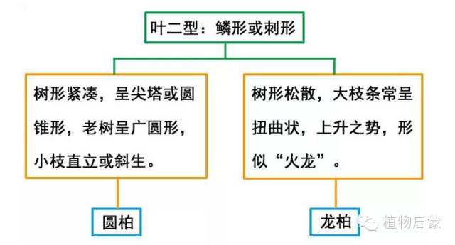 圓柏、刺柏、側(cè)柏、柏木以及龍柏的簡(jiǎn)易識(shí)別法