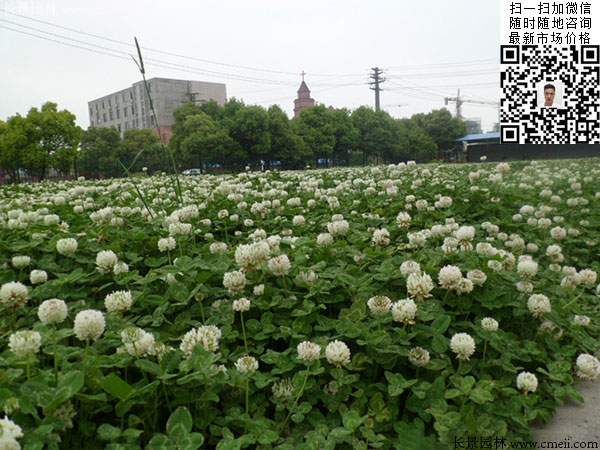 白三葉公園綠化