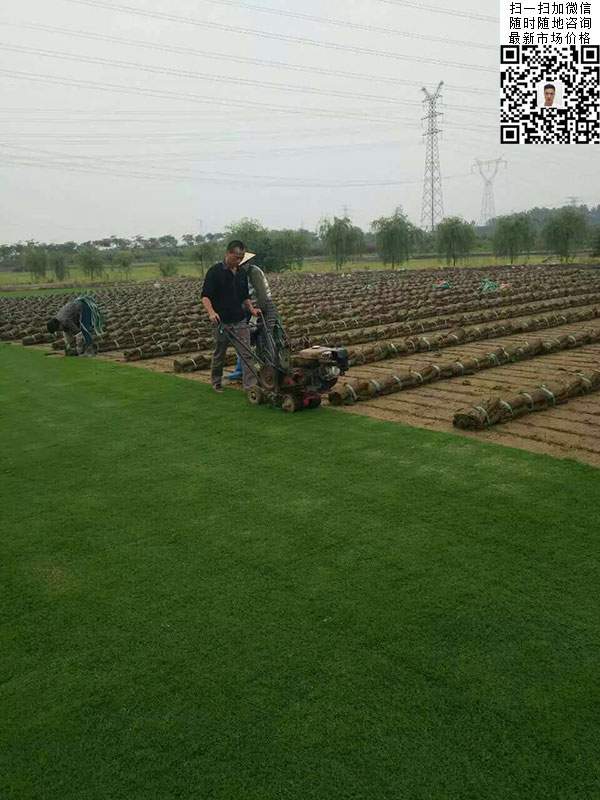 狗牙根草種子種植效果