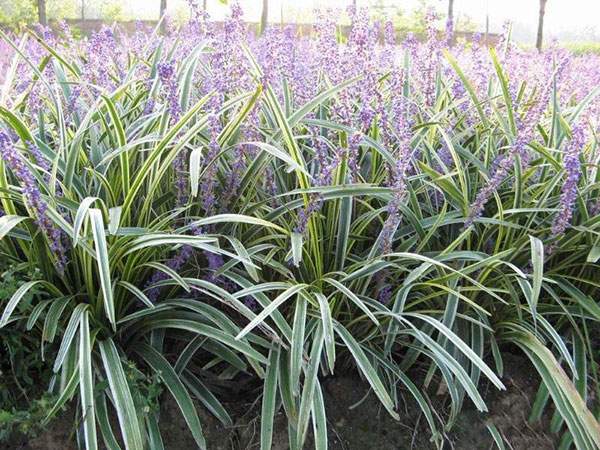 金邊麥冬草開(kāi)花