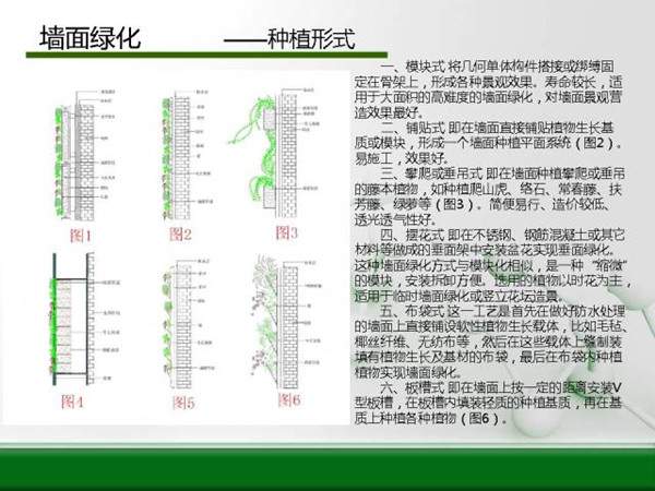 墻面綠化--種植形式