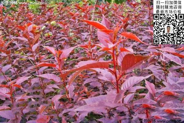 紅葉紅花櫻花苗