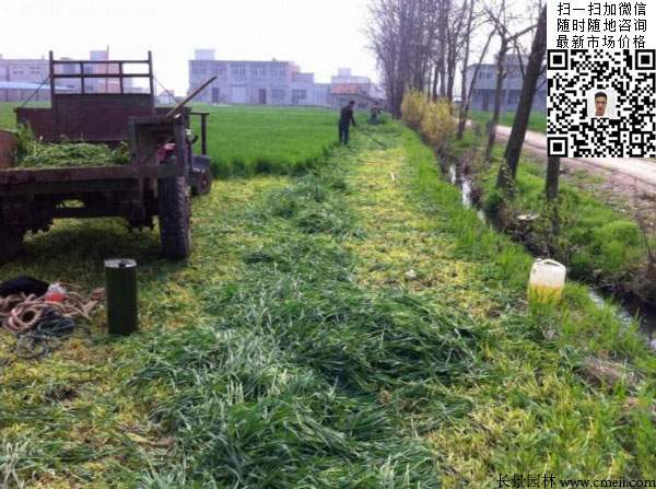 一年生黑麥草種子種植不久