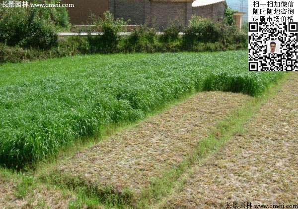 一年生黑麥草種子種植不久