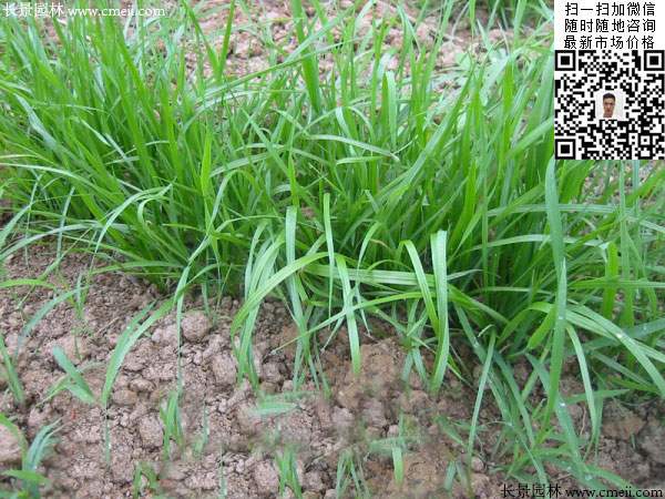 一年生黑麥草種子種植不久