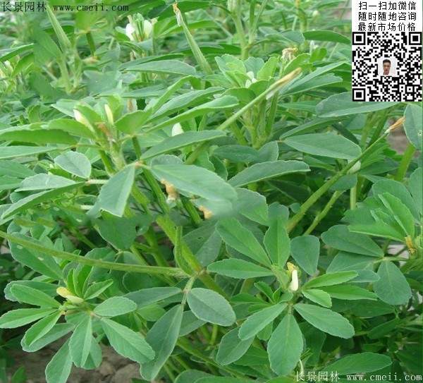 藍(lán)色花卉植物蕓香草圖片