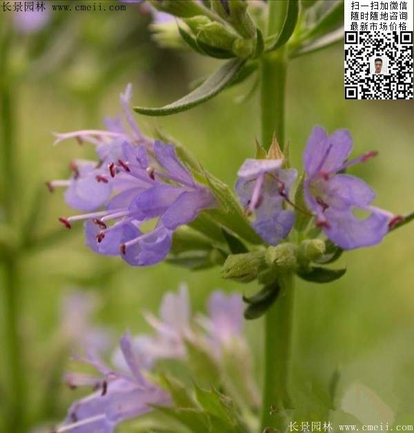 藍(lán)色花卉植物蕓香草圖片