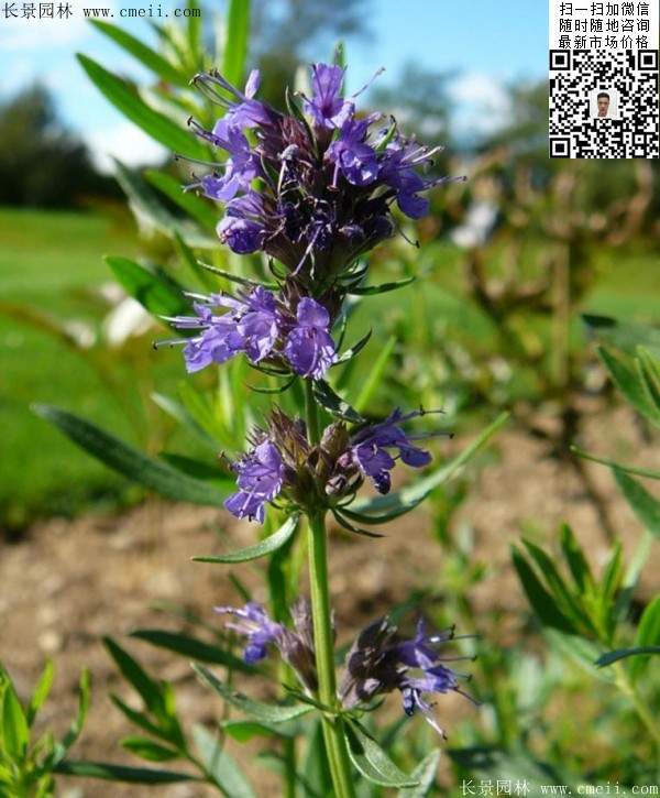 藍(lán)色花卉植物蕓香草圖片