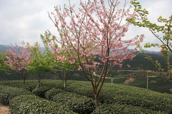 山櫻花--長景園林