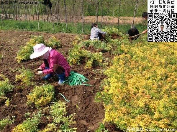 金山繡線菊圖片