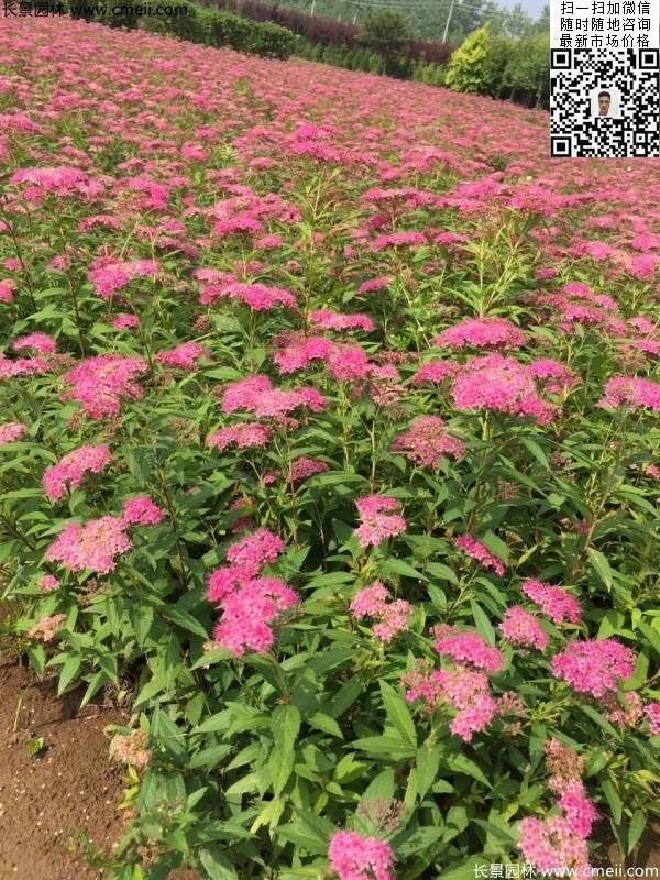 粉花繡線(xiàn)菊基地圖片