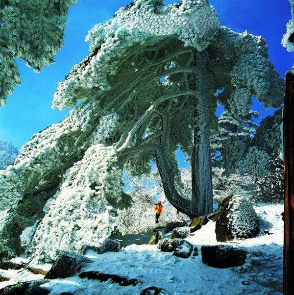 見過這樣的雪松造型樹嗎？美到你想不到