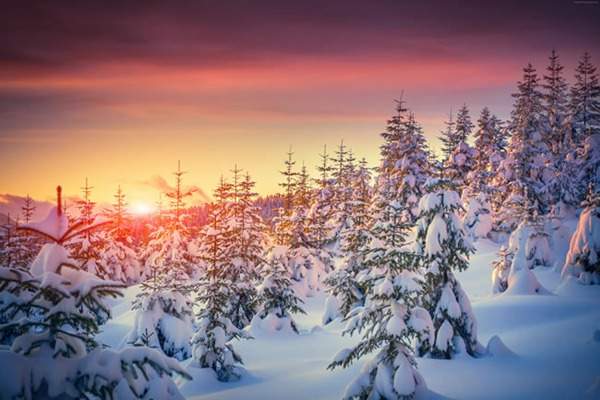 見過這樣的雪松造型樹嗎？美到你想不到