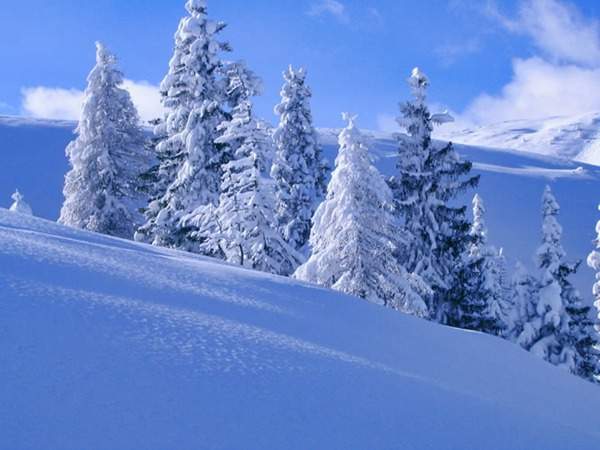 見過這樣的雪松造型樹嗎？美到你想不到