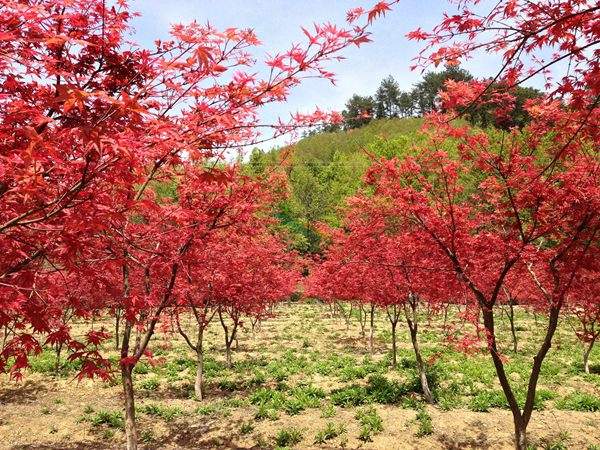 “顏值爆表”的日本紅楓，不是想看就能看！