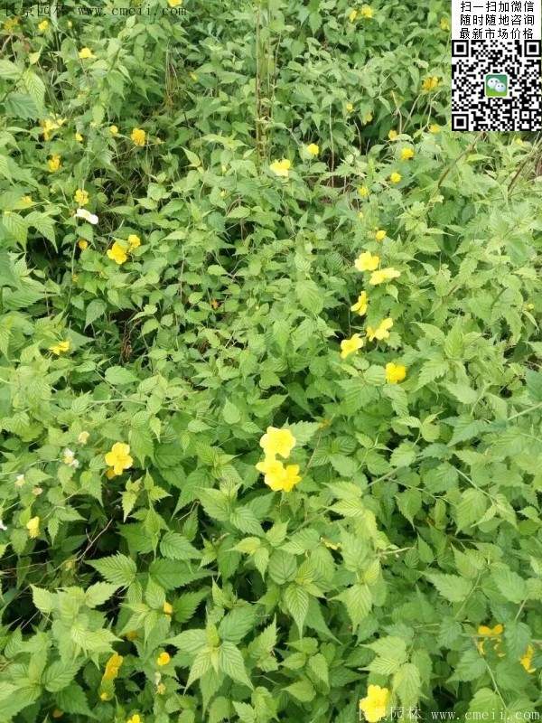 棣棠出售--長(zhǎng)景園林 棣棠出售--長(zhǎng)景園林