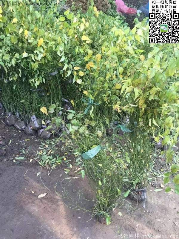 棣棠出售--長(zhǎng)景園林 棣棠出售--長(zhǎng)景園林