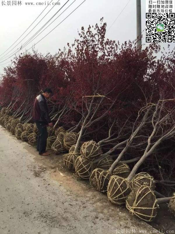 紅楓樹(shù)基地