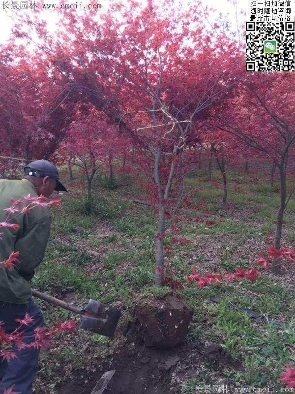 紅楓樹(shù)基地