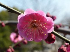 聽說“日本櫻花”和“紅梅”還是近親呢，你知