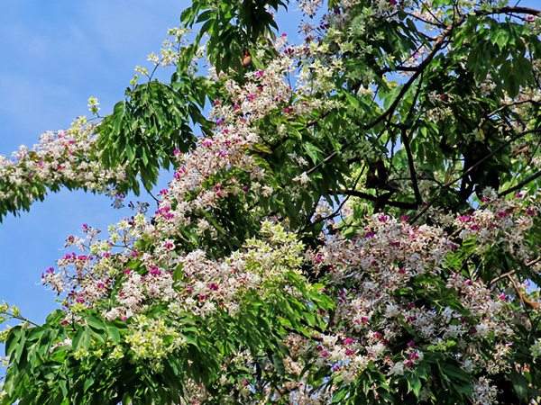 苦楝樹(shù)花