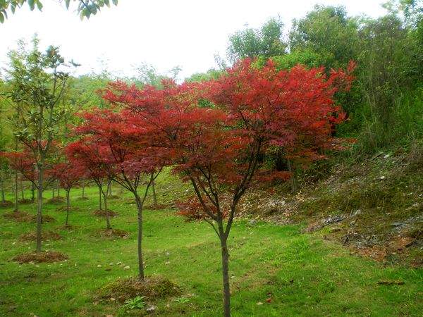 紅楓樹(shù)苗基地實(shí)拍圖片