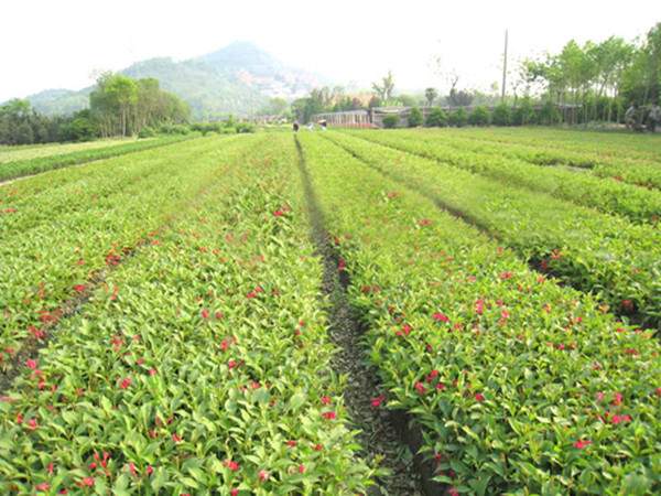 錦帶花基地