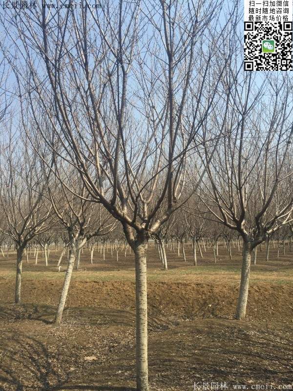 沭陽(yáng)大規(guī)格的櫻花樹 沭陽(yáng)大規(guī)格的櫻花樹
