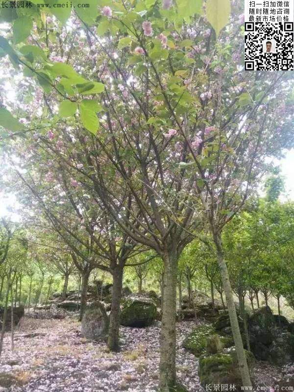 沭陽(yáng)大規(guī)格的櫻花樹 沭陽(yáng)大規(guī)格的櫻花樹