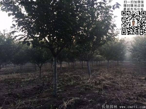 沭陽(yáng)大規(guī)格的櫻花樹 沭陽(yáng)大規(guī)格的櫻花樹