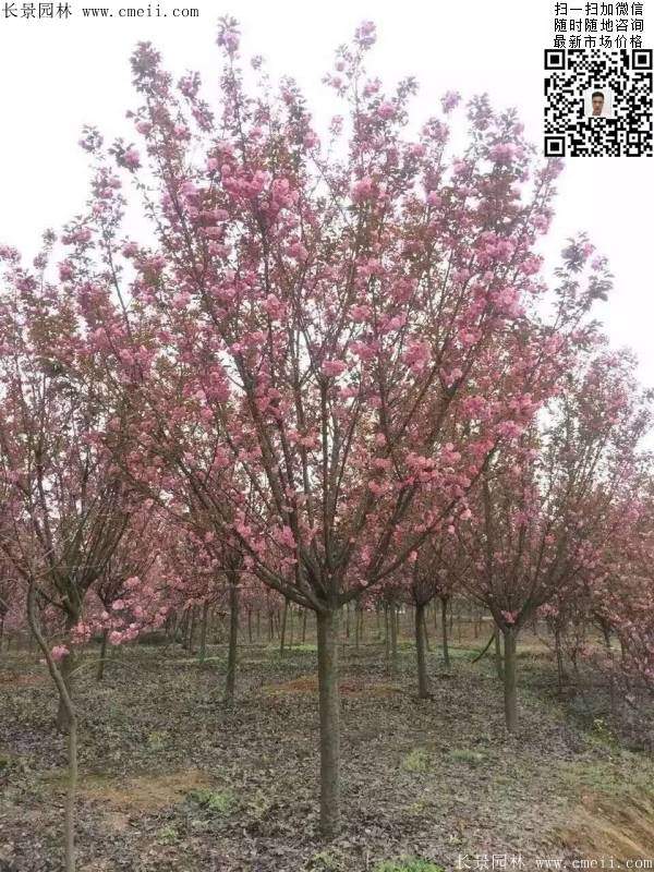 沭陽(yáng)大規(guī)格的櫻花樹 沭陽(yáng)大規(guī)格的櫻花樹