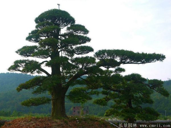 沭陽黑松造型