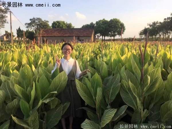 低價格，高質(zhì)量的美人蕉