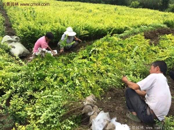 金葉女貞苗、金葉女貞球