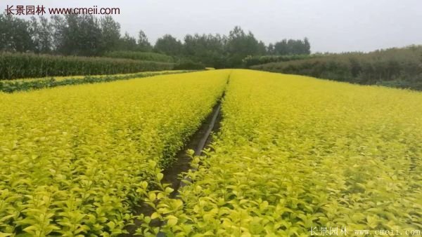 沭陽(yáng)金葉女貞基地