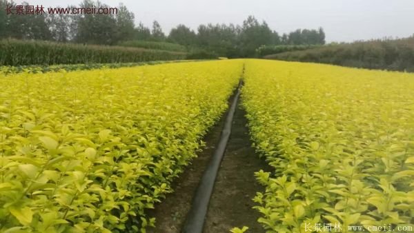 金葉女貞市場行情