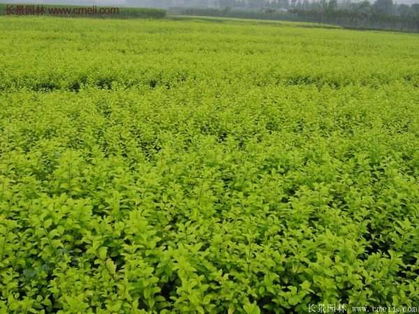 沭陽(yáng)基地的金葉女貞球