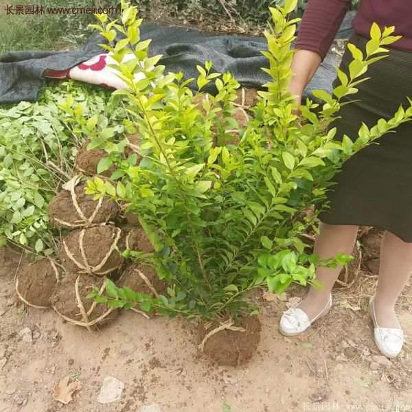 沭陽(yáng)基地的金葉女貞球