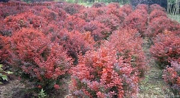 沭陽基地的紅葉小檗苗、紅葉小檗球