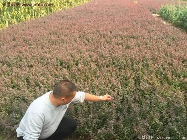 沭陽基地的紅葉小檗