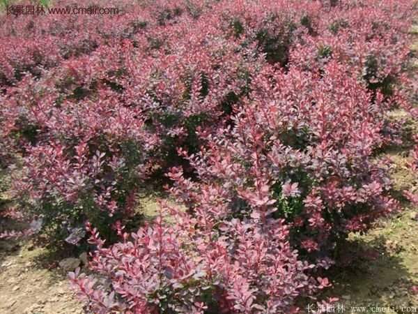 沭陽紅葉小檗基地