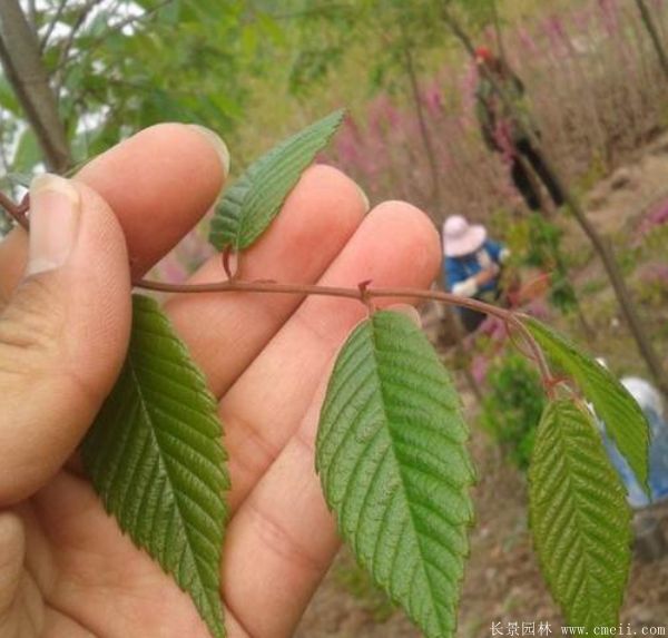 櫸樹圖片櫸樹基地實拍